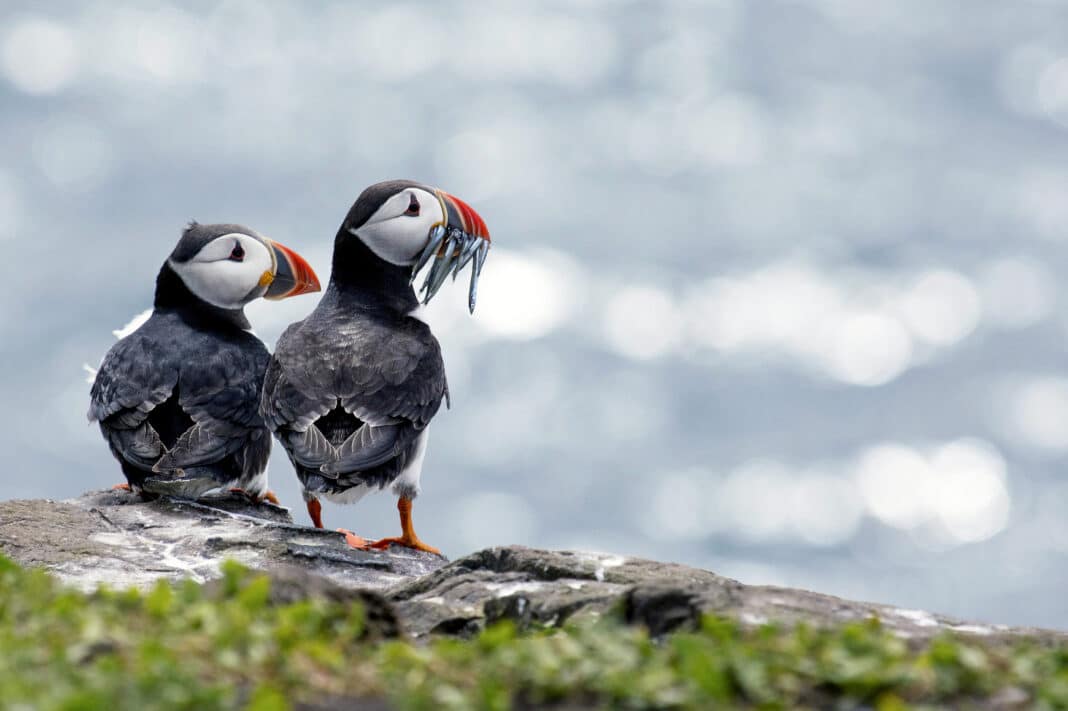 Papageientaucher-Paar auf den Orkney Inseln. Foto: © Tom Nieuwenhuizen / Shutterstock